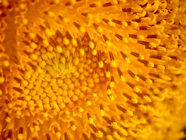 Fond closeup tournesol