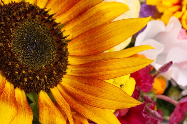 Fond coloré d'été avec tournesol