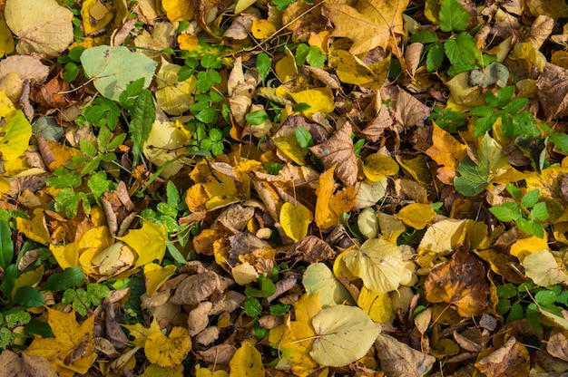 Fond coloré de feuilles d'automne. Feuilles jaunes, vertes, oranges et brunes.