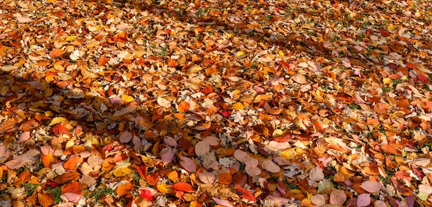 Fond coloré de feuilles d'automne