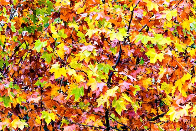 Fond coloré de feuilles sur les branches de l'arbre en automne