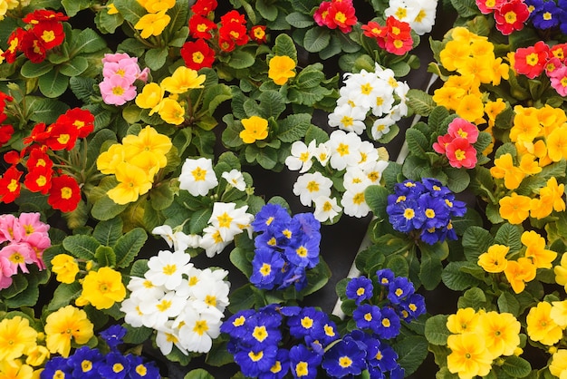 Fond coloré de fleurs comme, vue de dessus.