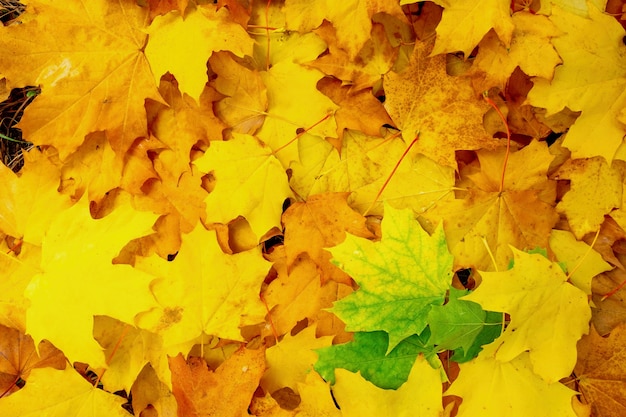 Fond coloré et lumineux fait de feuilles d'automne tombées. Les feuilles d'érable décoratives rouges, vertes et jaunes tombent en arrière-plan.