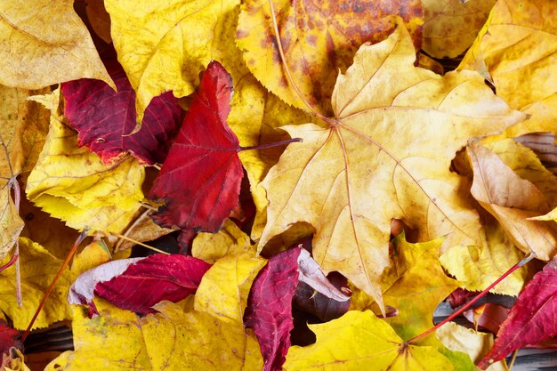 Fond avec congé jaune et rouge