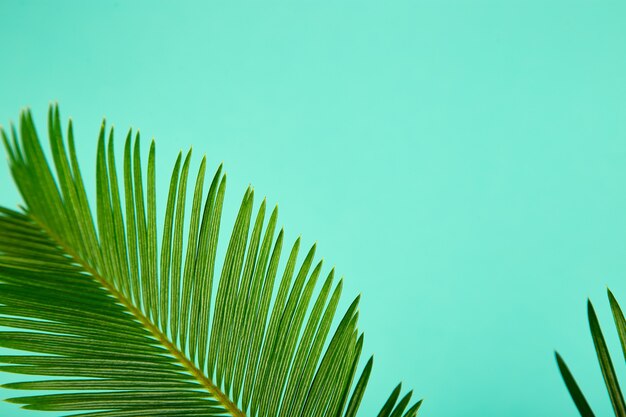 Fond de congé de palmier vert d'été