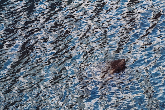 Fond contrasté atmosphérique avec un rocher mouillé dans de l'eau brillante.