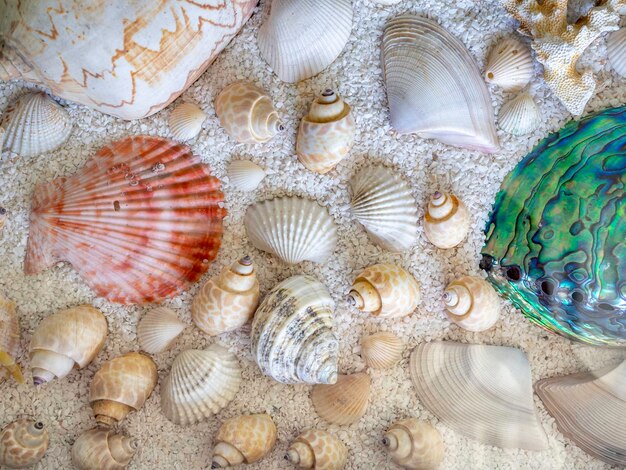 Fond de coquillage divers types et formes colorées coquillage sur fond de plage de sable blanc petit gravier