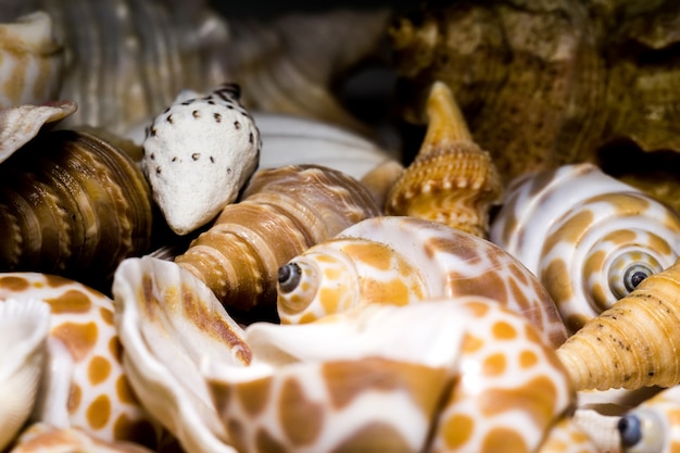 Fond de coquillage