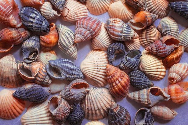 Fond de coquillages colorés sur le verre dépoli