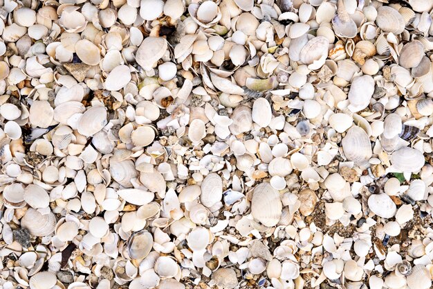 Fond de coquille de mer sur la plage avec beaucoup de coquillage. Fond de nature