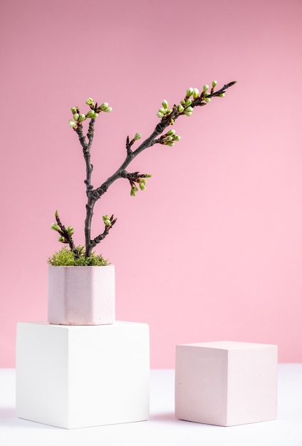 Photo fond cosmétique avec des formes géométriques et une branche de cerisier en fleurs sur fond rose trois podiums cubiques en maquette d'arrière-plan abstrait blanc et rose pour la démonstration de produits cosmétiques