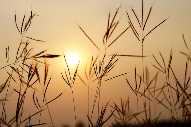 Fond de coucher de soleil herbe fleurs silhouette