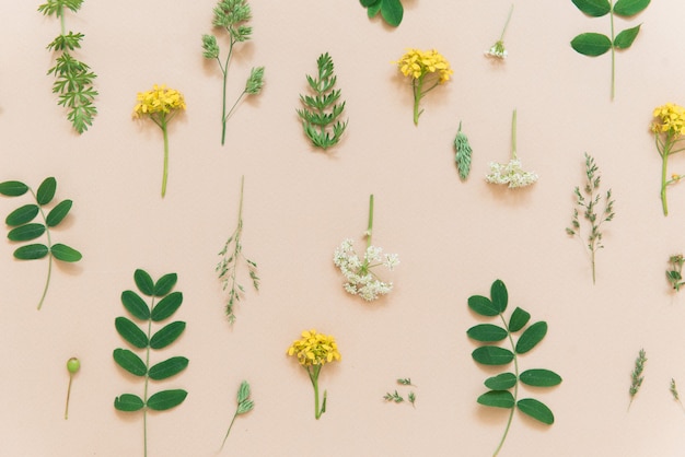 fond de couleur florale avec motif naturel de plantes et de fleurs