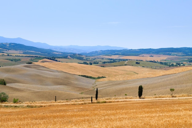 Fond de courbes Paysage d'été de collines de Toscane Fond de nature