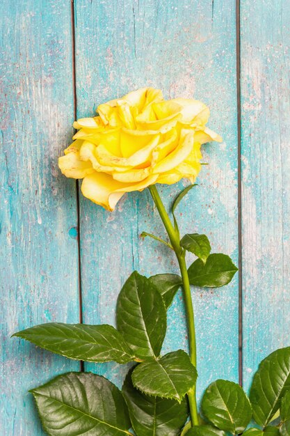 Photo fond décoratif rose. fleur jaune fraîche, lumière dure, ombre sombre. fond de planches de bois turquoise, place pour le texte