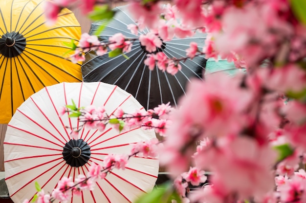 Fond de décoration japonaise avec sakura en fleurs et parapluie