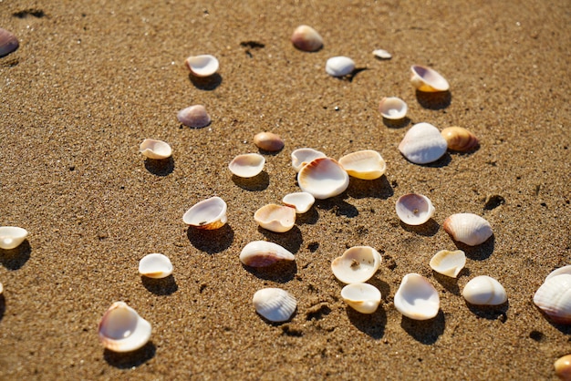 Fond de détail de plage