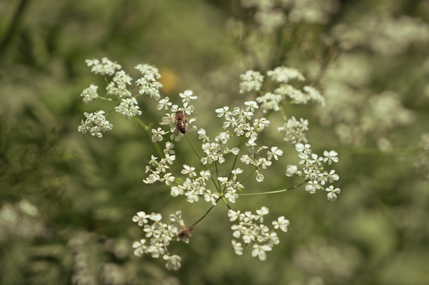 fond doux de fleurs de prairie blanche