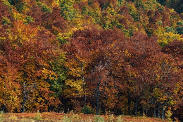 Le fond du paysage d'automne de la forêt d'automne