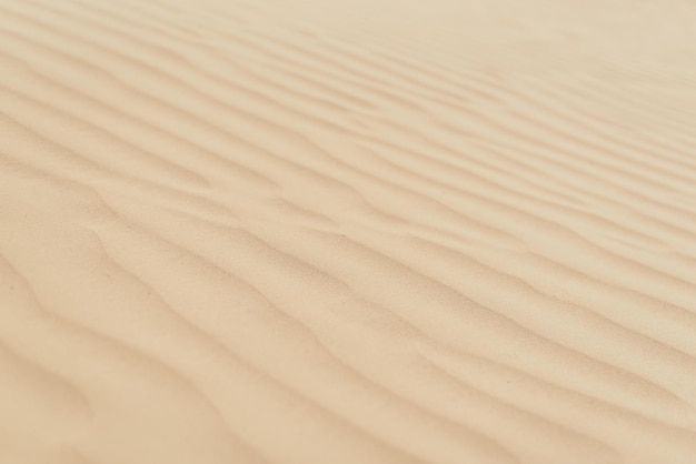 Fond avec des dunes de sable La vie du désert