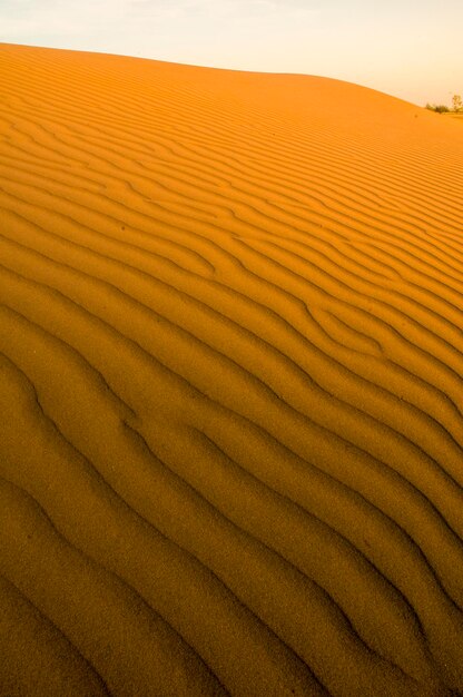 Fond de dunes