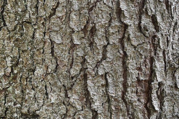 Fond de l'écorce d'un arbre