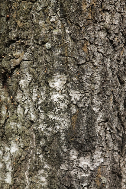 Fond d'écorce de bouleau texture sombre bouchent