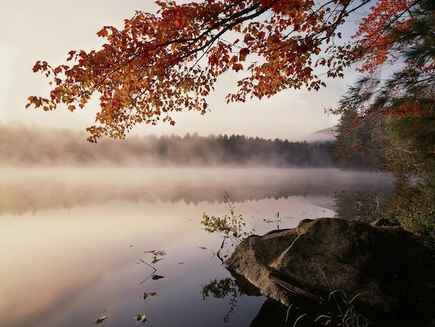 Fond d'écran d'arbres près de l'eau brumeuse