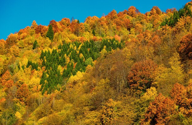 Fond d'écran automnal jaune rouge nature forêt d'automne