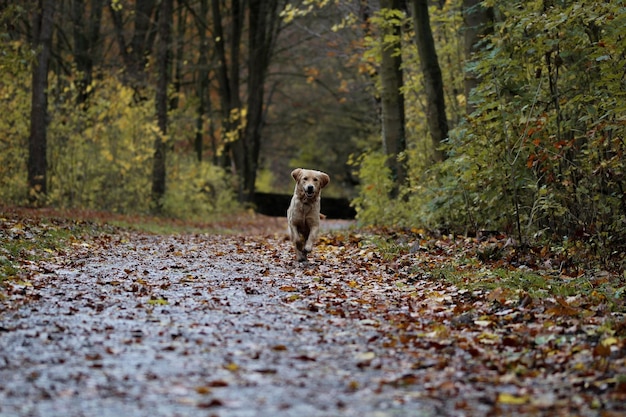 Photo fond d'écran chien 4k