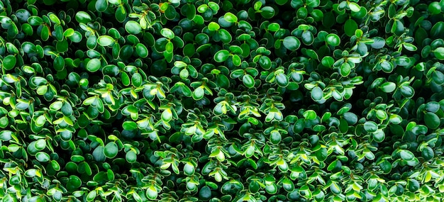 Fond d'écran de conception de feuilles vertes de la nature