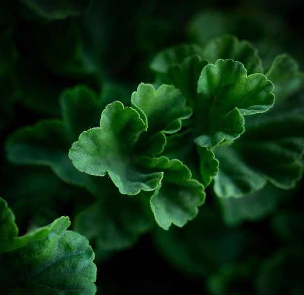 Fond d'écran détaillé de feuilles de fleurs vertes macro