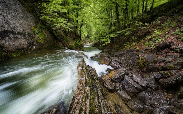 Fond d'écran du ruisseau dans la forêt vierge