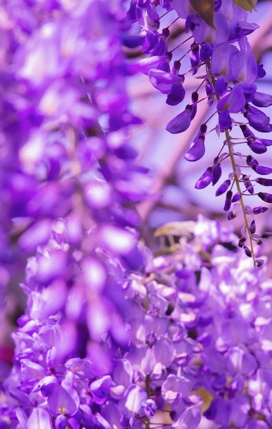 Fond d'écran esthétique des fleurs. Concept d'amoureux de la nature. lilas en fleurs