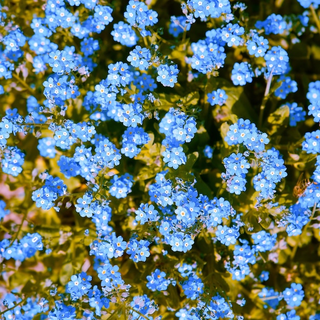 Fond d'écran esthétique de la mode. Fleurs roses. Arbre en fleurs de cerisier