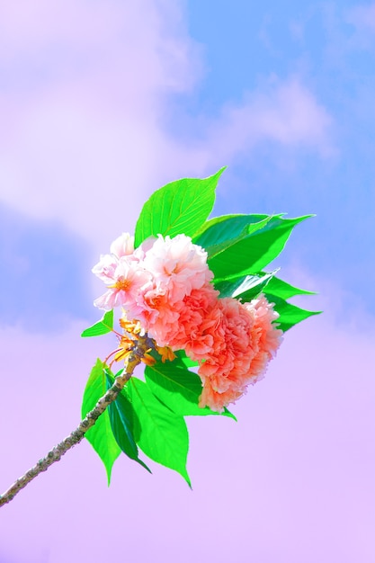 Fond d'écran esthétique de la mode. Fleurs roses. Arbre en fleurs de cerisier