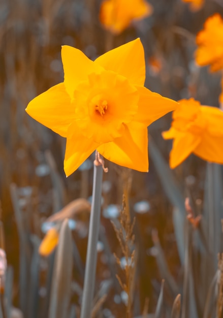 Fond d'écran Esthétique Narcisse fleurit fond de printemps été. Idéal pour carte postale et impression