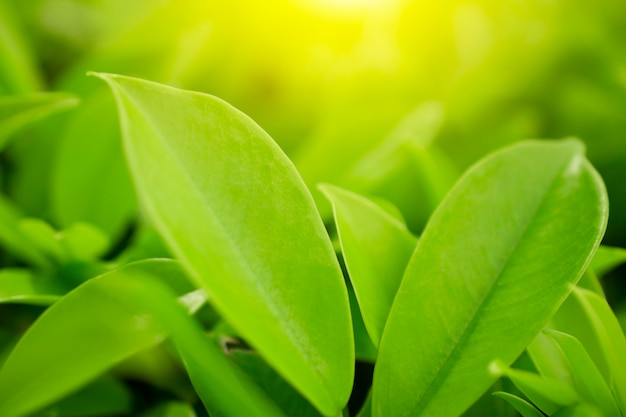 Fond d&#39;écran de feuille de flou naturel vert nature fond et concept frais