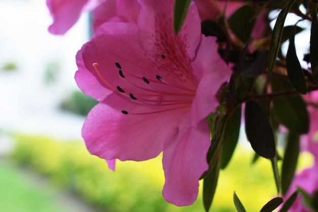 Fond d&#39;écran Fleur Lys