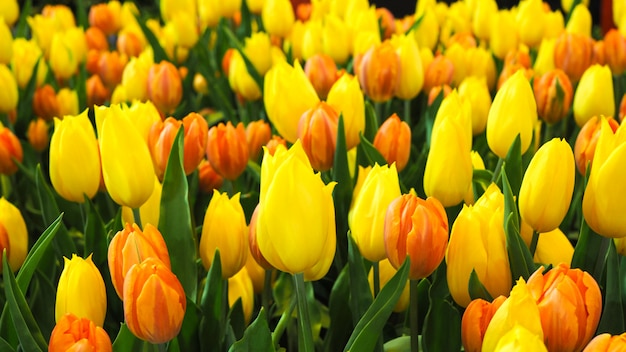 Fond d'écran avec fleur de tulipe de couleur jaune et orange dans le jardin.