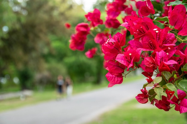 Fond d'écran de fleurs en gros plan