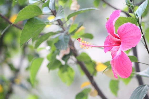 Fond d&#39;écran de fleurs