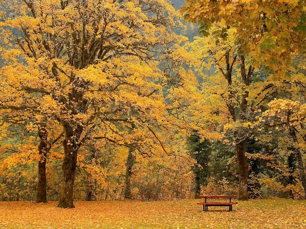 fond d'écran forêt d'automne