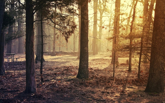 Photo fond d'écran de la forêt du matin