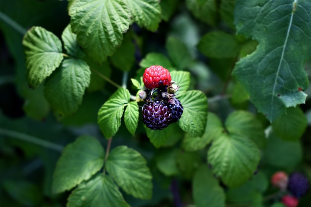 Fond d&#39;écran de framboises