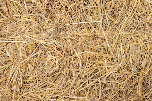 Fond d&#39;écran de gros plan sec jaune paille herbe texture.