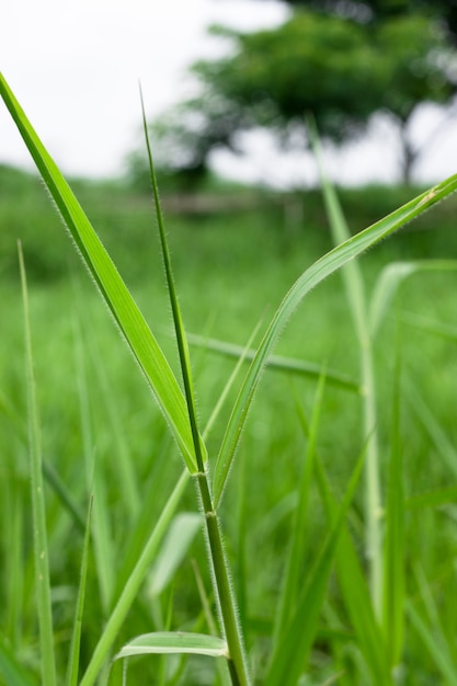 Fond d'écran d'herbe sauvage verte avec mise au point sélective