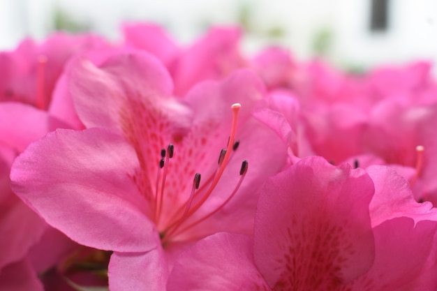Fond d&#39;écran mexicain fleurs roses