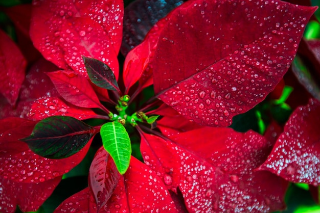 Fond d'écran de Noël rouge fleur poinsety