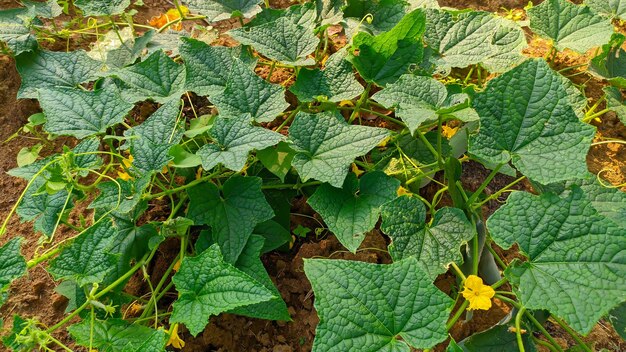 fond d'écran de plante de concombre